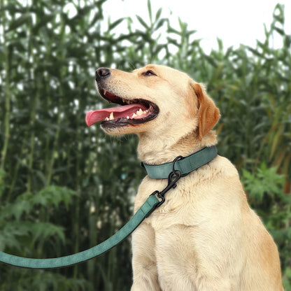 Labrador portant un collier vert avec laisse assortie et boucle métal noire.