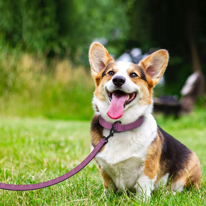 Chiot assis dans l'herbe portant un collier violet avec laisse assortie et boucle métal noire.
