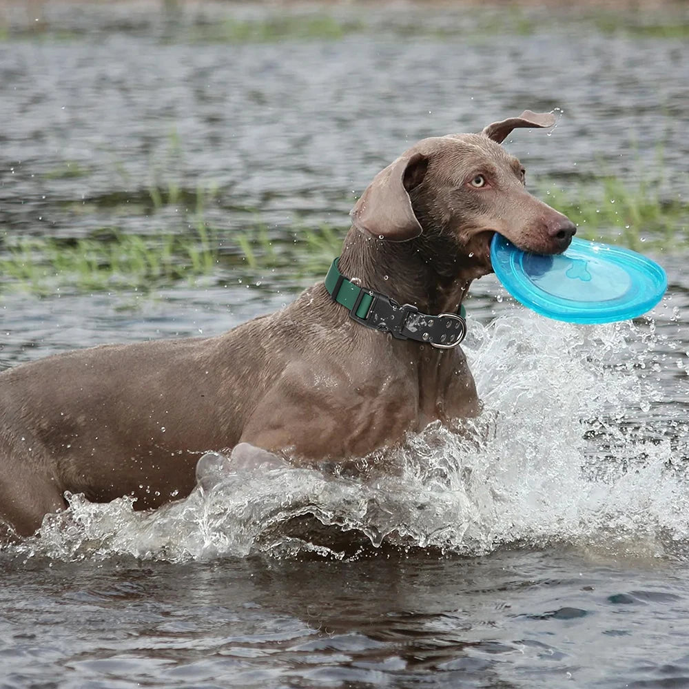 Chien dans l’eau portant un collier de nage en PVC bicolore vert et noir.