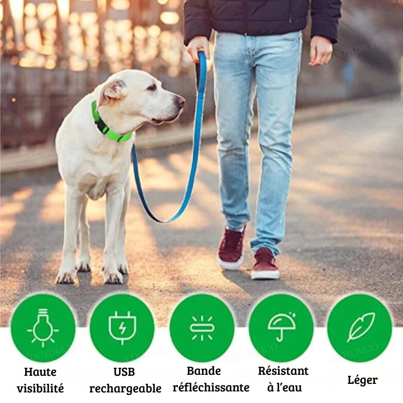 Chien blanc en promenade portant un collier lumineux vert.

