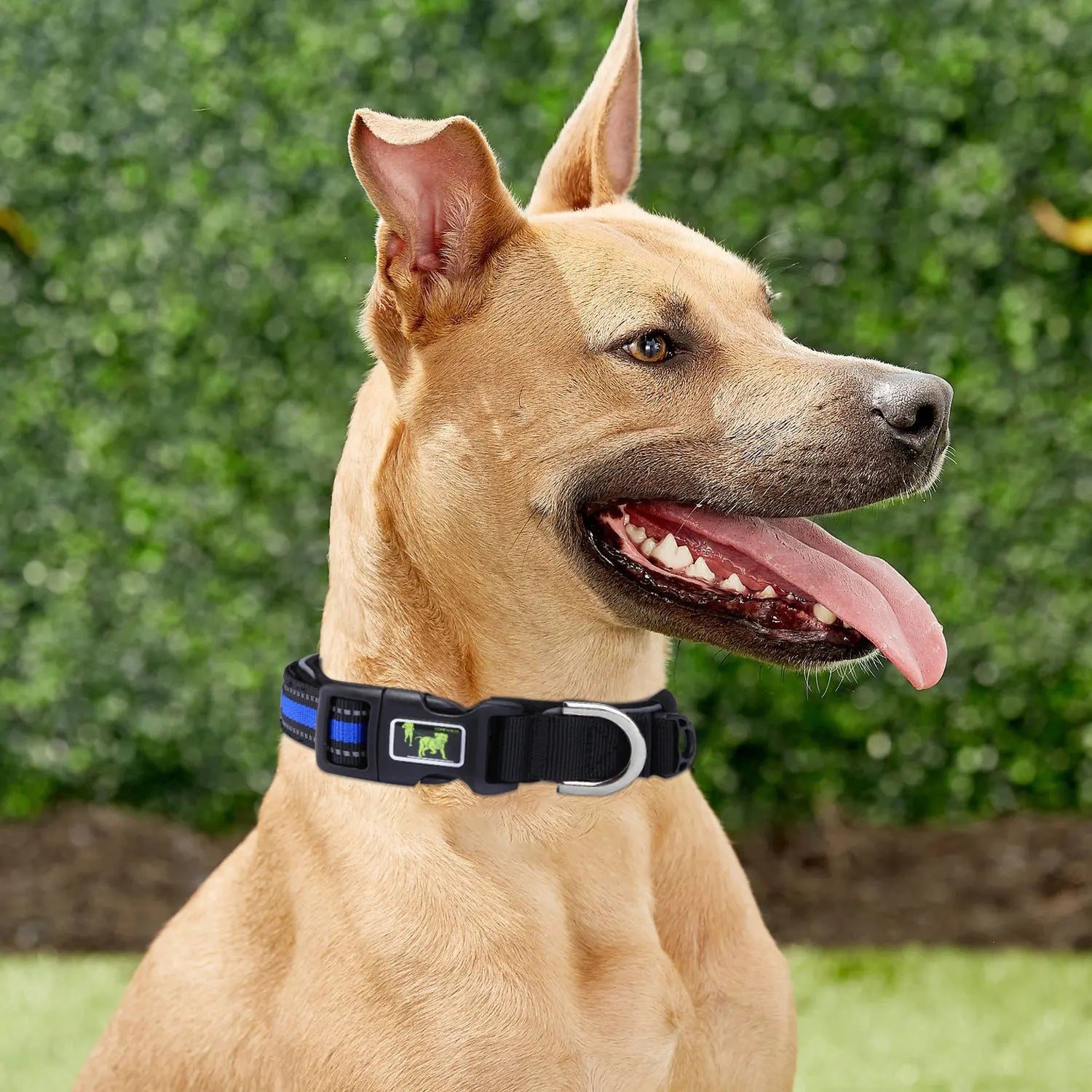 Chien fauve portant un collier noir avec bande bleue réfléchissante en extérieur.