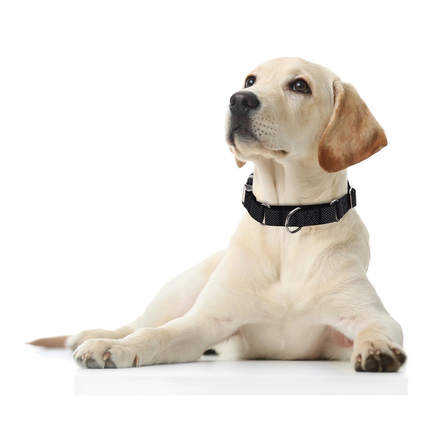 Labrador allongé portant un collier martingale noir réfléchissant pour chien sur fond blanc.