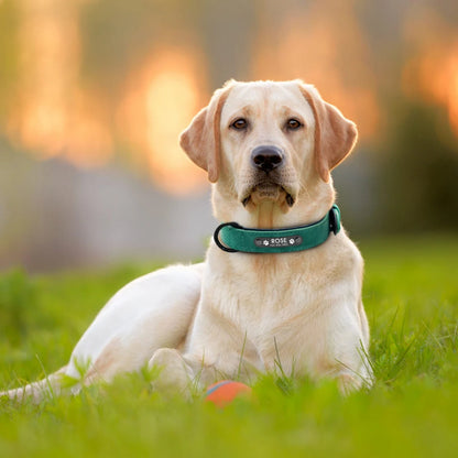 Labrador portant un collier en cuir vert avec plaque noire gravée.
