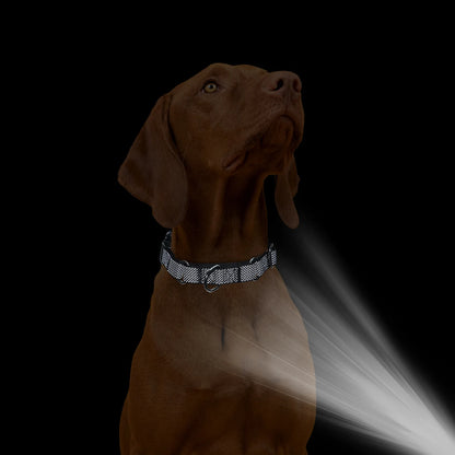 Chien marron portant un collier réfléchissant noir visible de nuit.