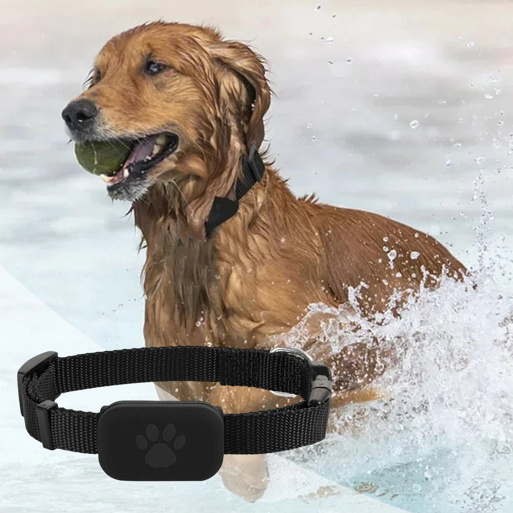 Chien mouillé tenant une balle dans l’eau avec visuel du collier noir au premier plan.
