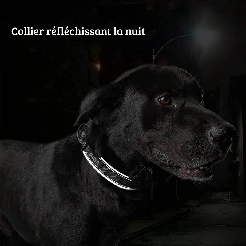 Chien noir portant un collier noir avec bandes réfléchissantes en condition nocturne.