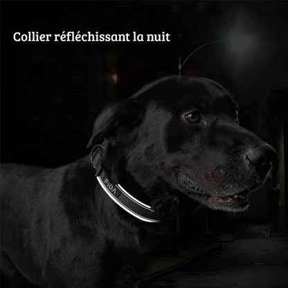 Chien noir portant un collier noir avec bandes réfléchissantes en condition nocturne.