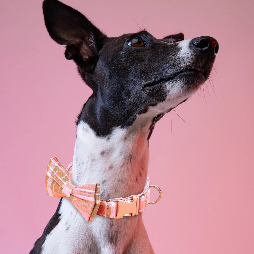 Image d’un chien portant un collier en nylon à carreaux rose avec nœud papillon.