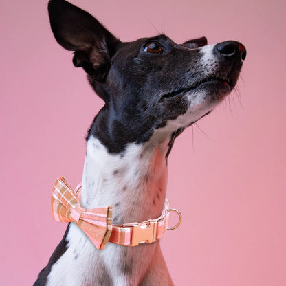 Image d’un chien portant un collier en nylon à carreaux rose avec nœud papillon.