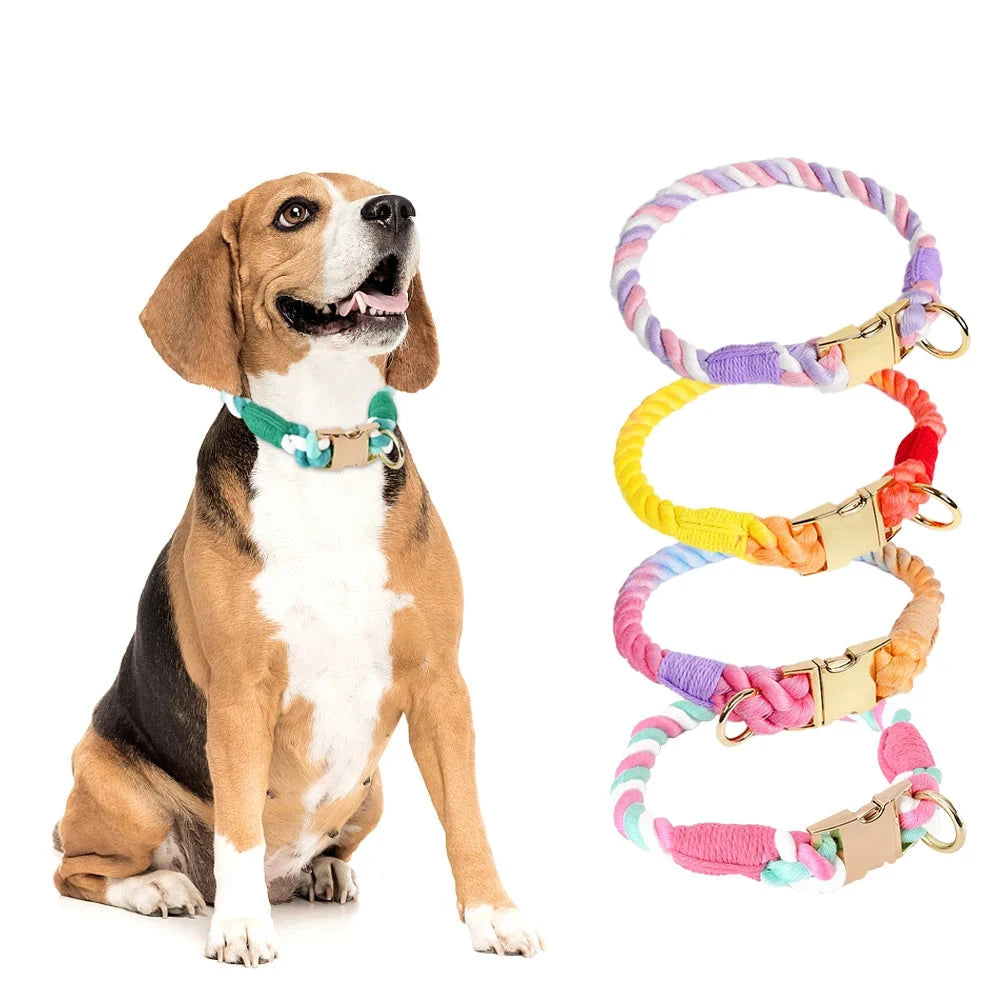 Chien portant un collier en corde avec plusieurs variantes de coloris à droite.