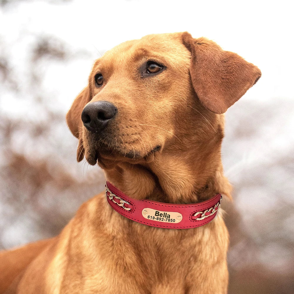 Chien portant un collier en cuir rouge avec chaîne dorée et plaque d’identification.