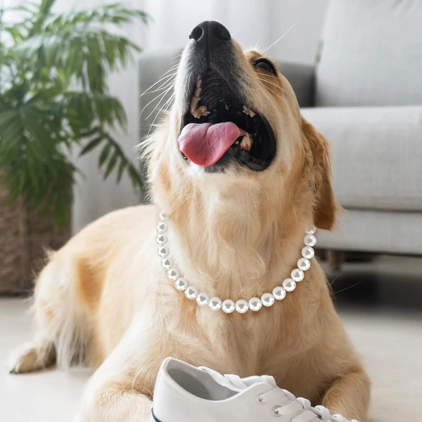 Golden retriever portant un collier de luxe ajustable pour chien avec rang simple de perles blanches.