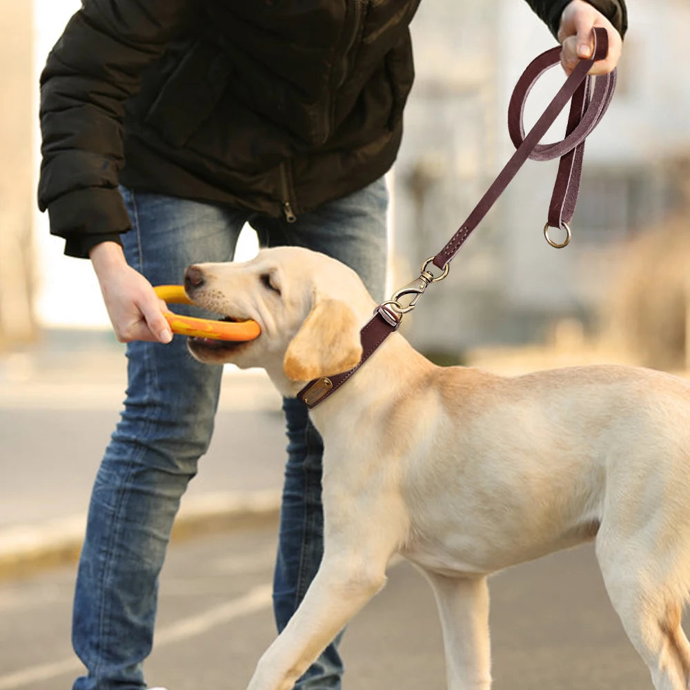 Chien portant un collier en cuir marron avec laisse assortie en situation de promenade.