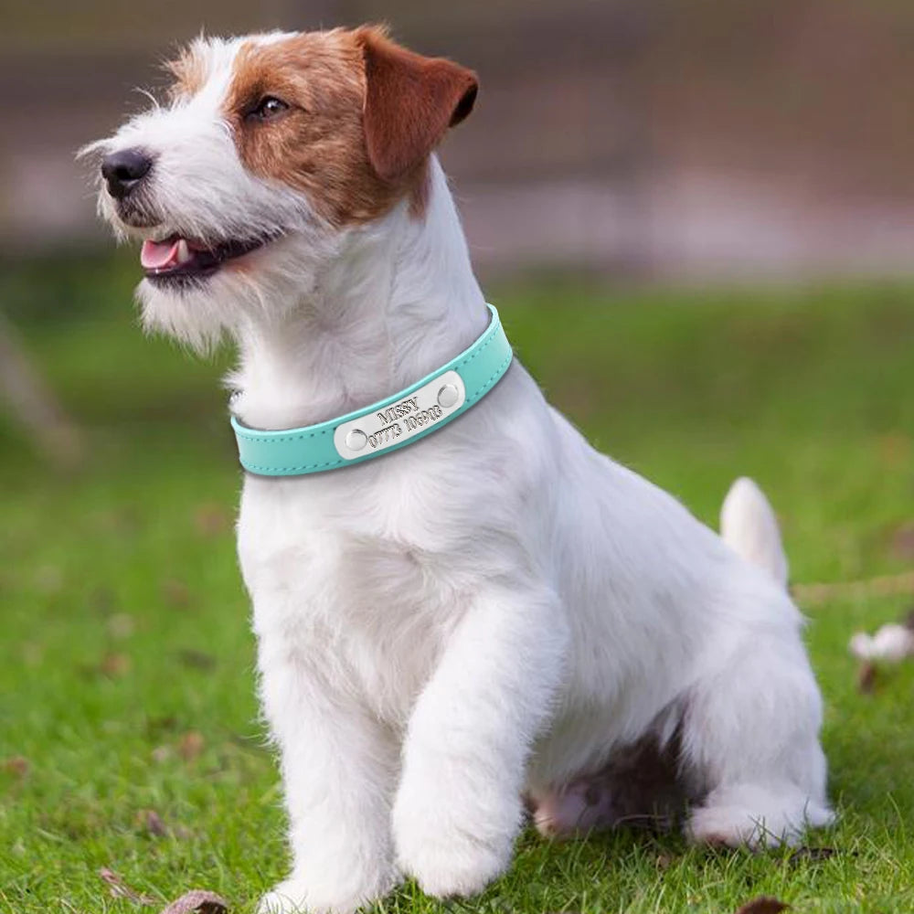 Chien assis sur l'herbe portant un collier turquoise avec plaque gravée.