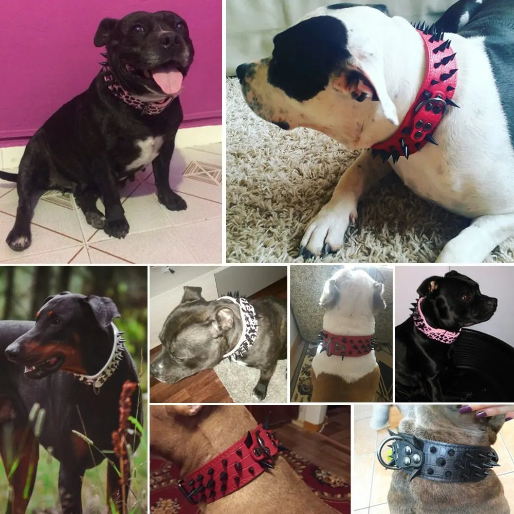 Montage photo de plusieurs chiens portant un large collier clouté en cuir avec pointes métalliques.