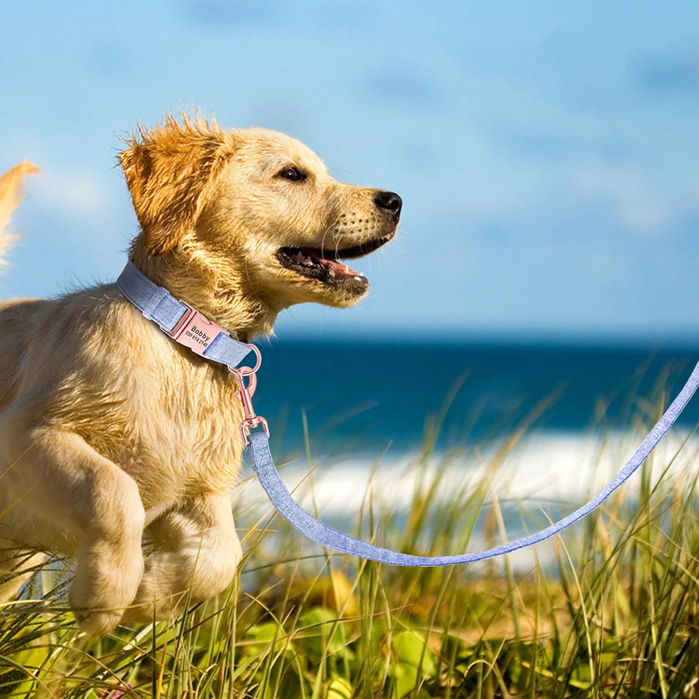 Chiot portant un collier bleu clair personnalisé avec laisse assortie dans un champ au bord de mer.