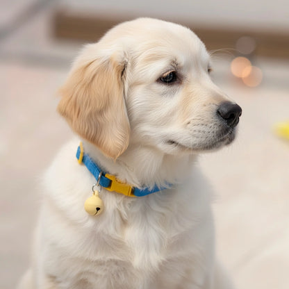 Chiot clair en extérieur portant un collier bleu et jaune avec boule décorative claire.