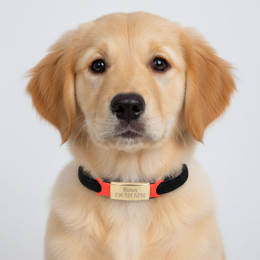 Chiot portant un collier noir avec étiquette rouge et plaque dorée.