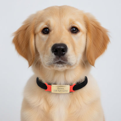 Chiot portant un collier noir avec étiquette rouge et plaque dorée.