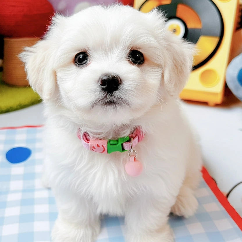 Petit chien blanc portant un collier rose avec boule décorative rose et boucle verte vu de face.