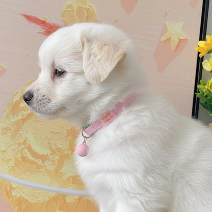 Chiot blanc de profil portant un collier rose avec boule décorative rose.