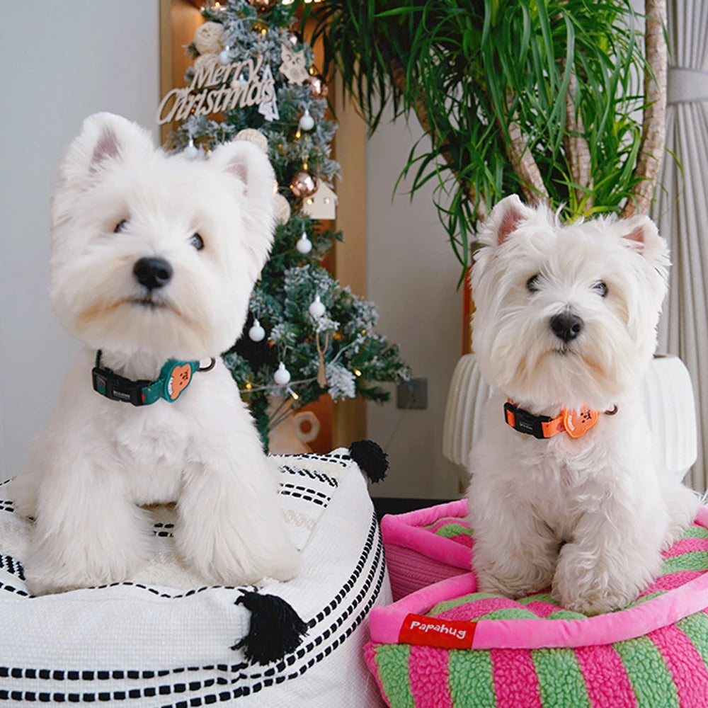 Deux petits chiens blancs portant des colliers à motif ourson en vert et orange sur un coussin et un panier.