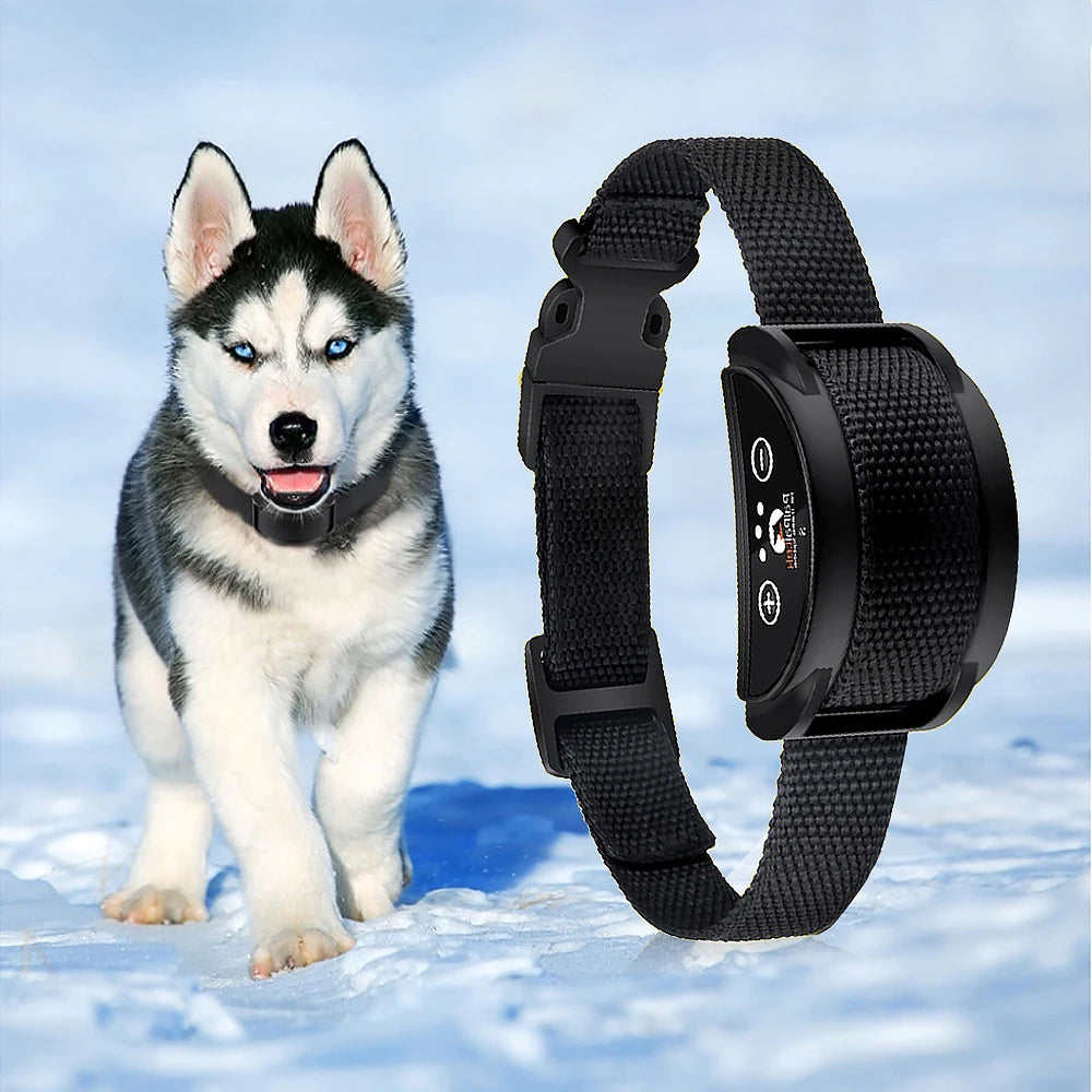 Husky courant dans la neige et portant le collier anti-aboiement noir à vibration rechargeable.