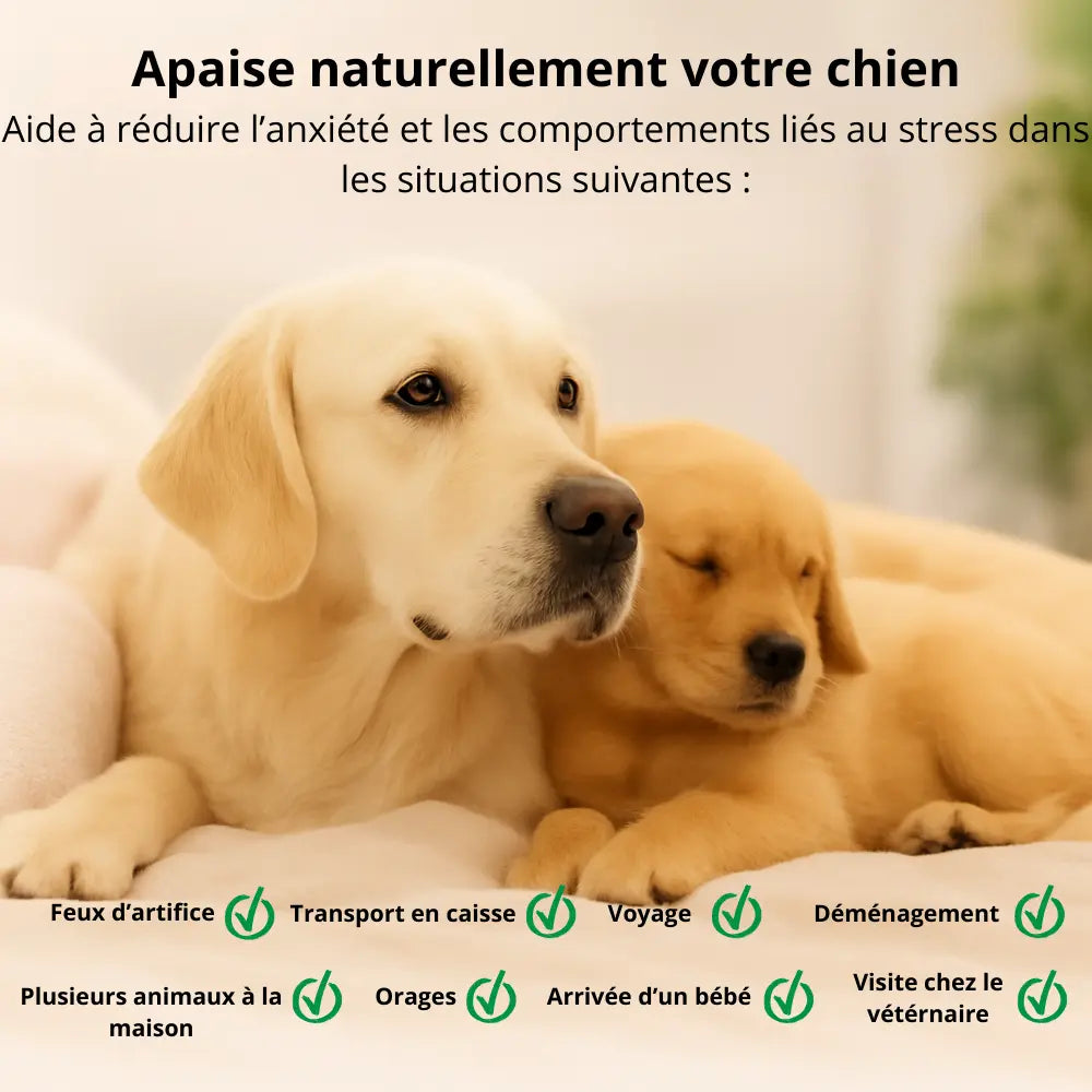 Chienne adulte et chiot allongés calmement pour illustrer l’effet apaisant d’un collier anti-stress pour chien