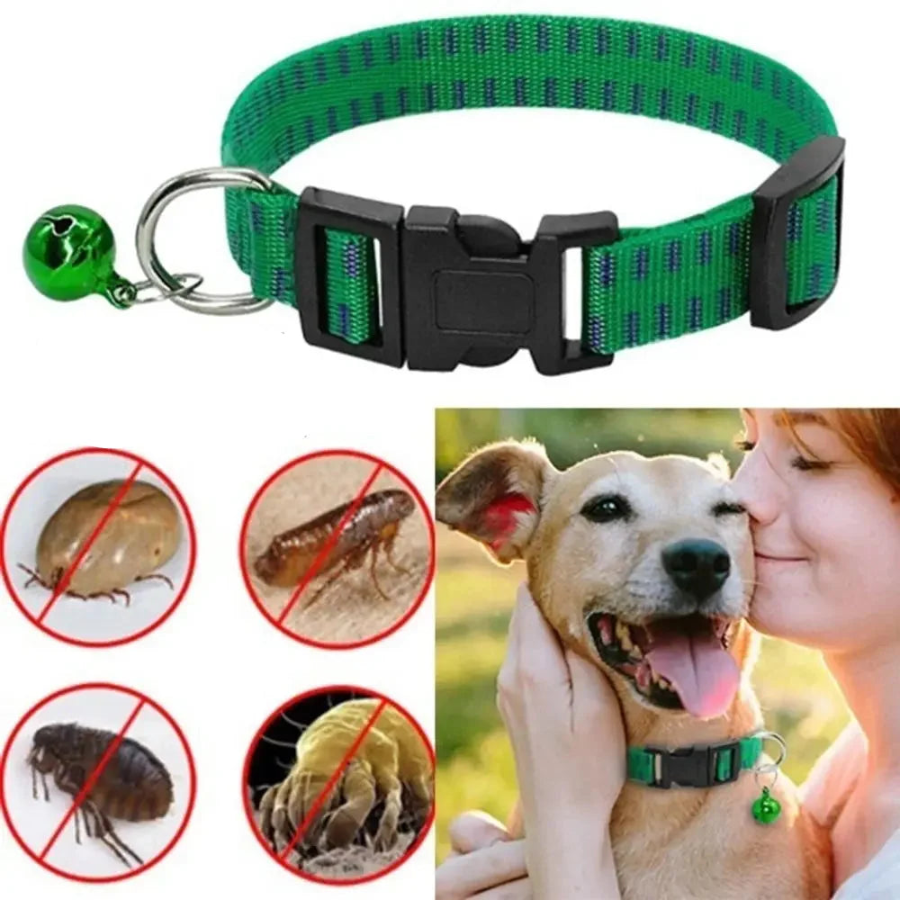 Chien portant un collier antiparasitaire vert avec grelot anti-puces, tiques et moustiques