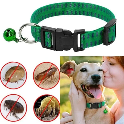 Chien portant un collier antiparasitaire vert avec grelot anti-puces, tiques et moustiques
