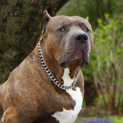 Grand chien brun portant un collier chaîne argenté en extérieur.