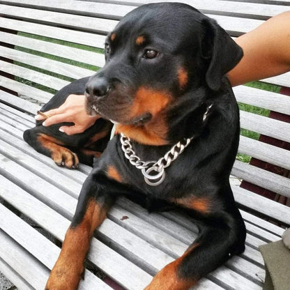 Rottweiler allongé sur un banc portant un collier chaîne argenté.