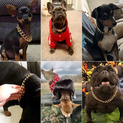 Différents chiens présentés avec un collier doré à maillons cubains.