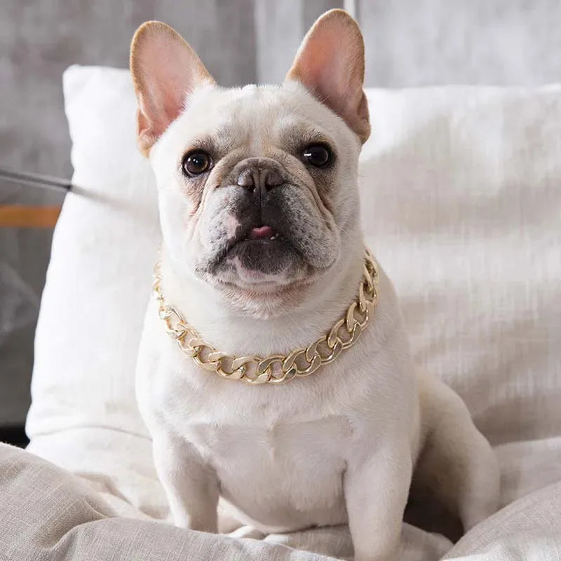 Bouledogue français blanc portant un collier chaîne doré sur un canapé clair.