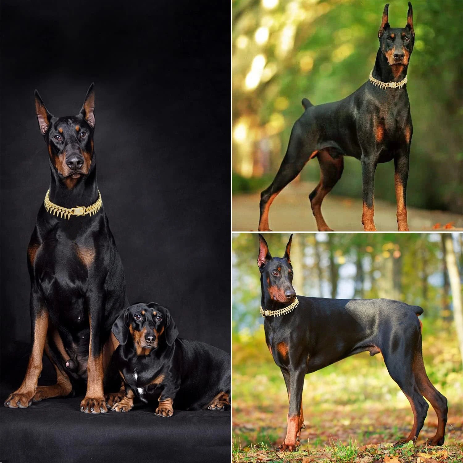 Plusieurs dobermans portant un collier doré avec pointes et strass.