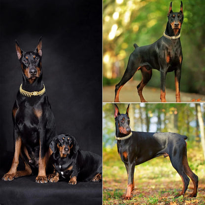 Plusieurs dobermans portant un collier doré avec pointes et strass.