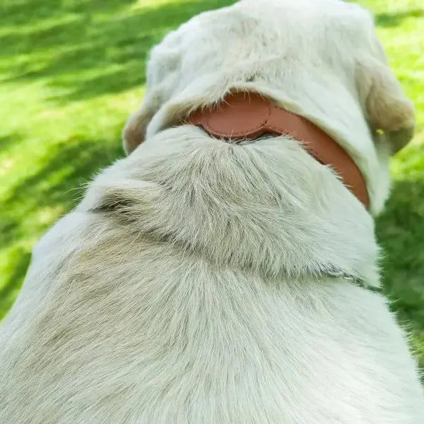 Chien portant un collier fin en cuir marron compatible AirTag vu de dos.