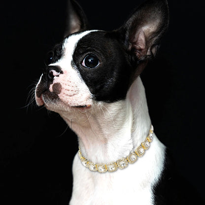 Petit chien noir et blanc portant un collier doré avec cristaux sur fond noir.