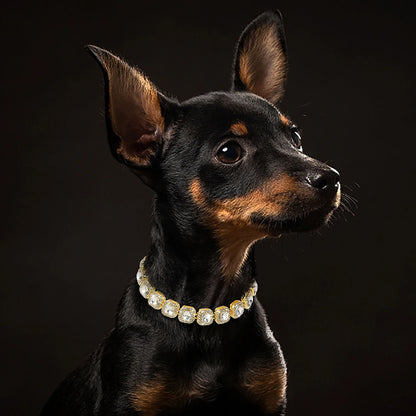 Petit chien noir portant un collier doré avec cristaux sur fond sombre.