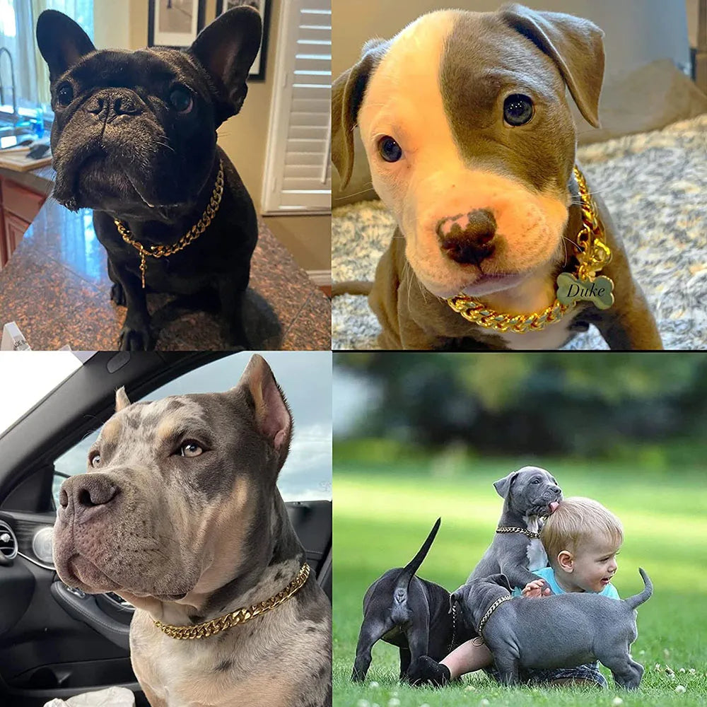 Plusieurs chiens présentés avec un collier style cubain doré.