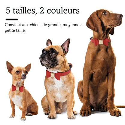 Trois chiens de tailles différentes portant un collier rouge avec nœud papillon central