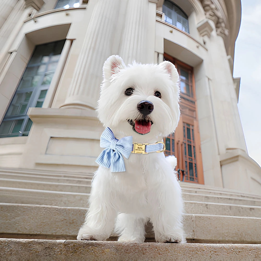 Chiot blanc portant un collier bleu en coton doux avec grand nœud papillon et plaque gravée