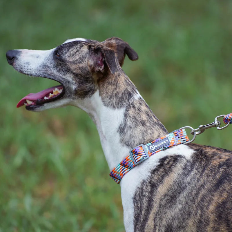 Lévrier portant un collier pour chien en nylon tressé multicolore avec motifs orange et bleu.