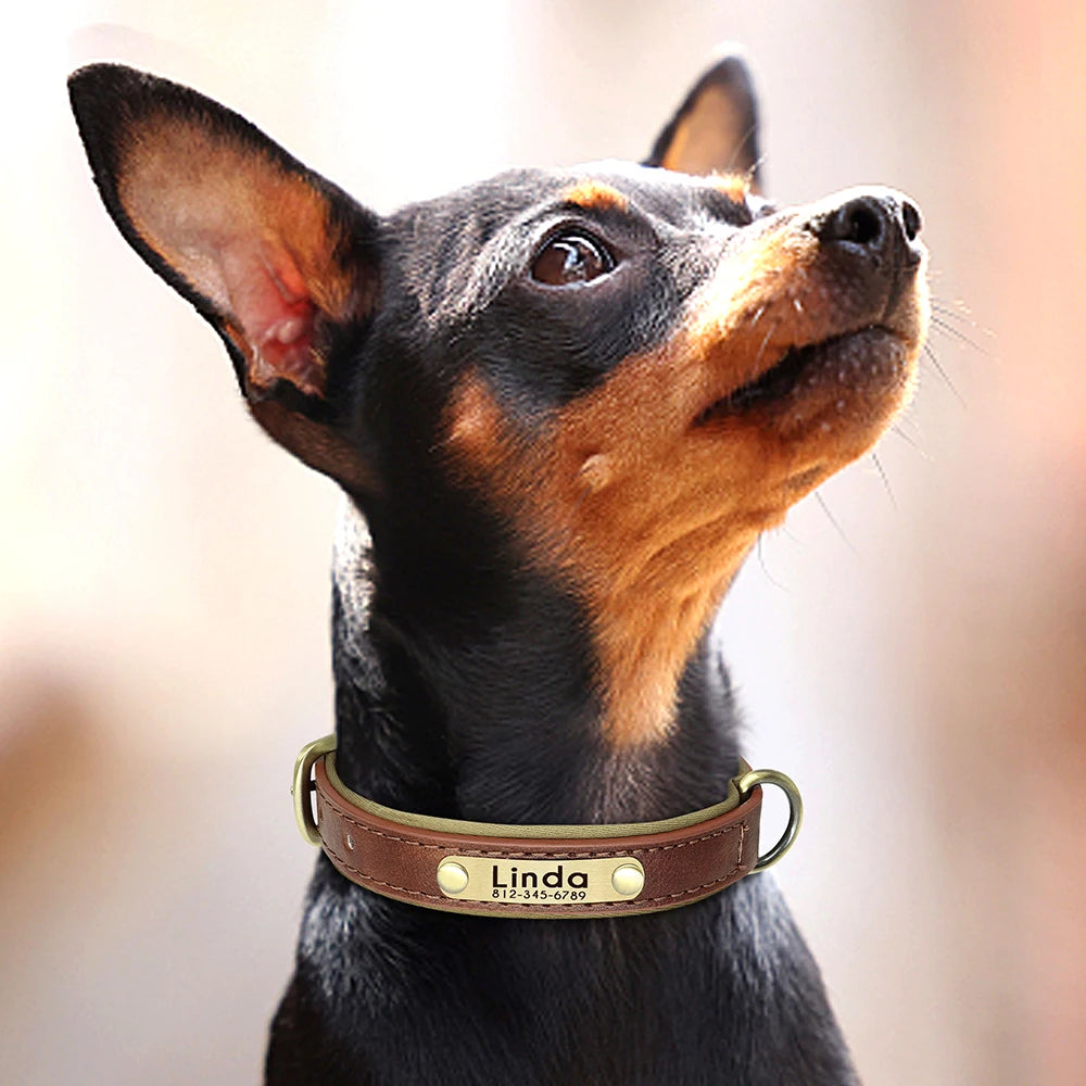 Petit chien portant un collier personnalisé brun avec plaque gravée dorée.
