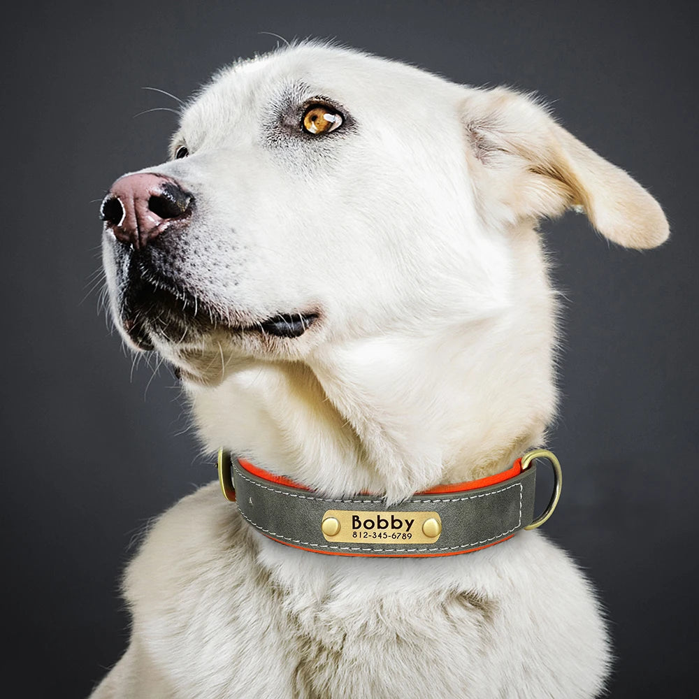 Chien blanc portant un collier personnalisé gris et orange avec plaque gravée.