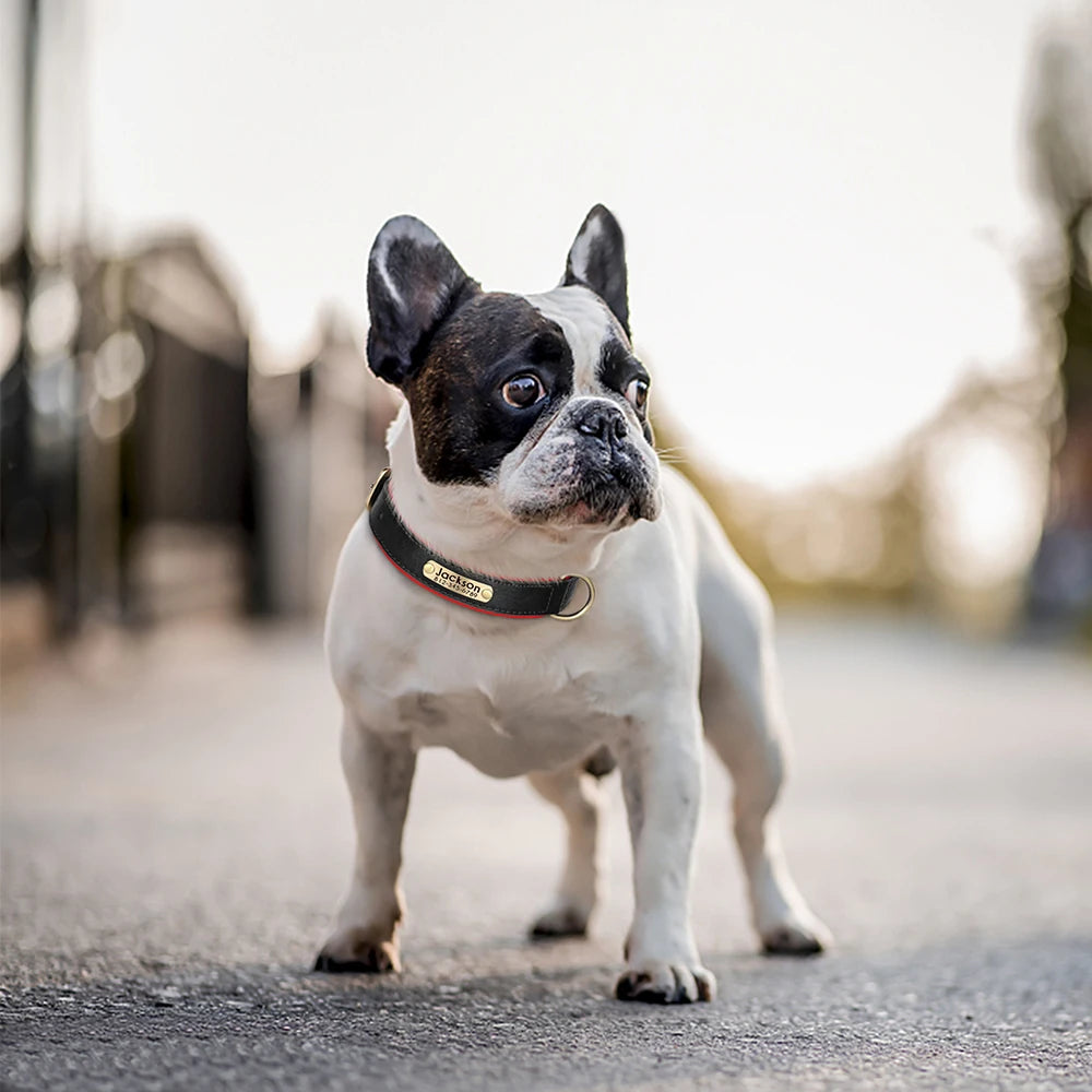 Bouledogue portant un collier personnalisé noir et rouge avec plaque gravée.