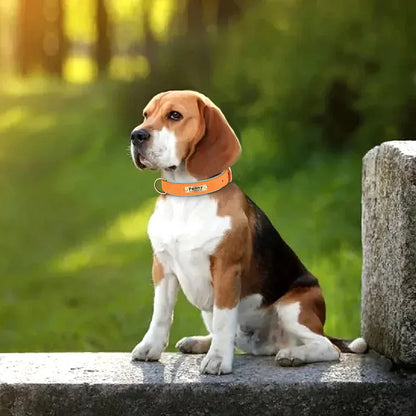 Beagle portant un collier personnalisé orange avec plaque gravée.