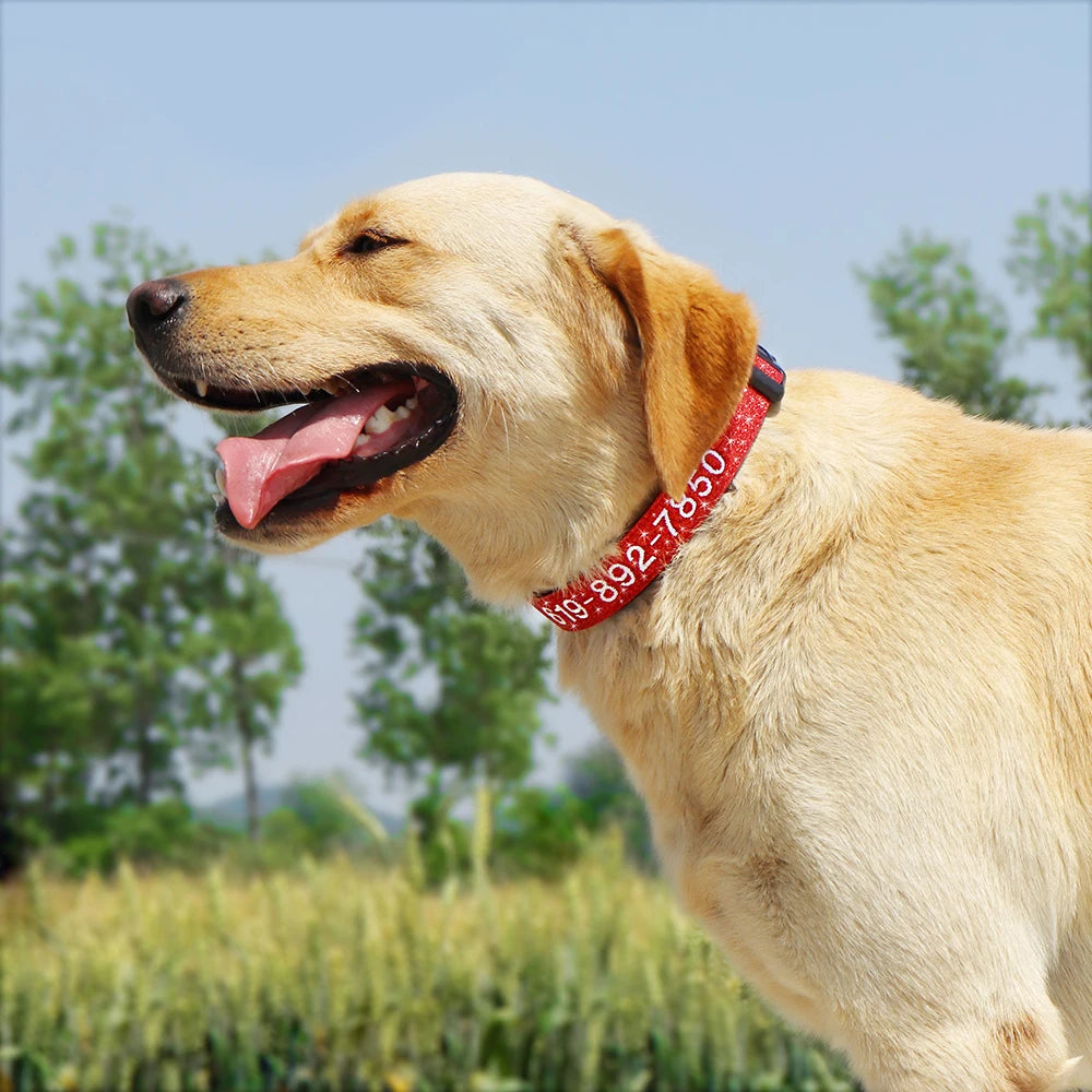 Labrador doré portant un collier pailleté rouge personnalisé brodé, photographié de profil avec fond de végétation verte et ciel bleu.