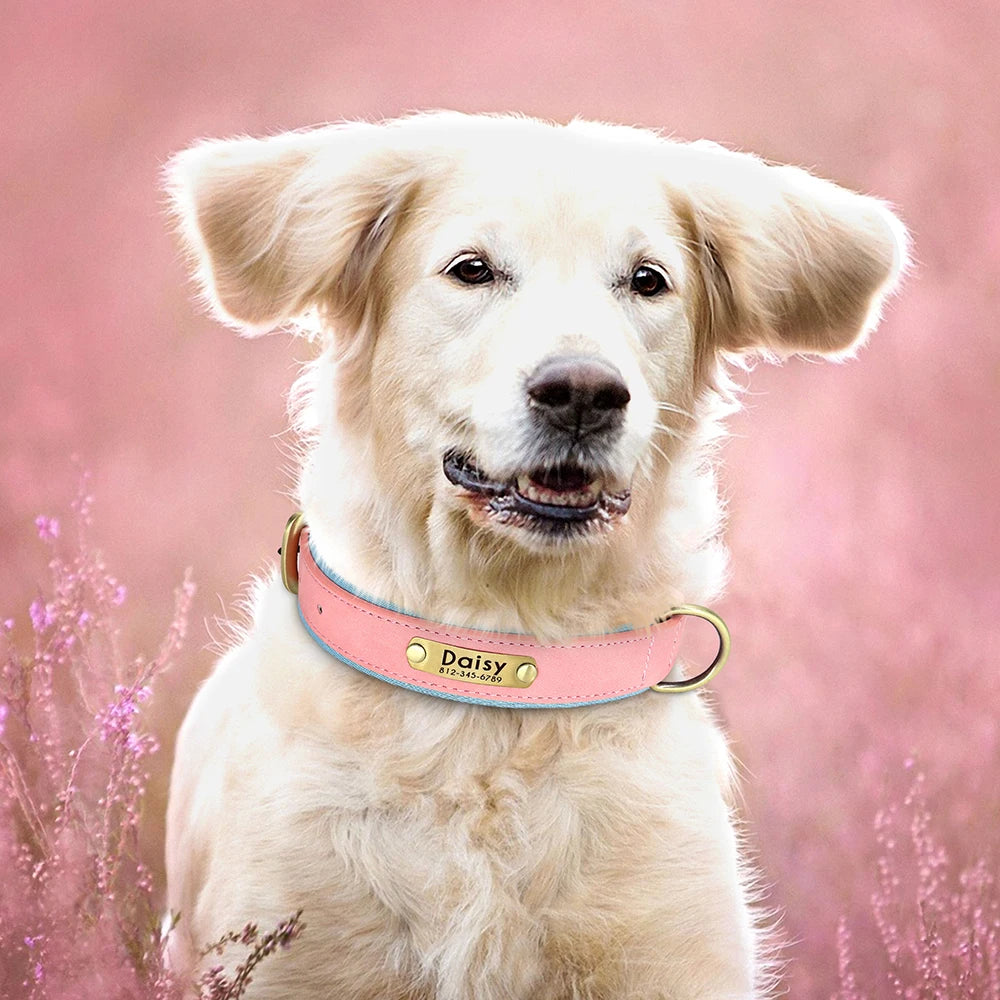 Chien clair portant un collier personnalisé rose avec plaque gravée.