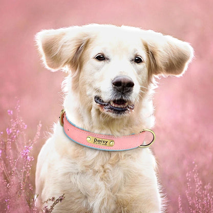 Chien clair portant un collier personnalisé rose avec plaque gravée.